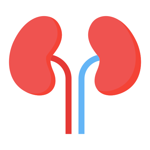 Kidney